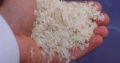 Best Quality Rice ,Wheat Available.Al Husnain Hussan Rice Trader