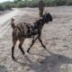 Pure Breed Goat Stock