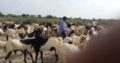 Pure Breed Goat Stock