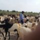 Pure Breed Goat Stock