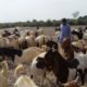 Pure Breed Goat Stock