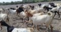 Pure Breed Goat Stock