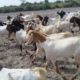 Pure Breed Goat Stock