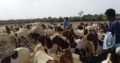 Pure Breed Goat Stock