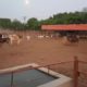 Beautiful Animals For Eid Qurbani.With Free Home Delivery