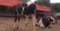 Beautiful Animals For Eid Qurbani.With Free Home Delivery