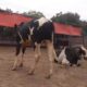 Beautiful Animals For Eid Qurbani.With Free Home Delivery