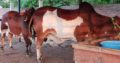 Beautiful Animals For Eid Qurbani.With Free Home Delivery