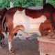 Beautiful Animals For Eid Qurbani.With Free Home Delivery
