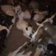 Qurbani Ke leye 22,000 say 50,000 Ke Bakray.Karachi