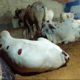 Qurbani Ka Best Janwar Hum Se Lain.Fazal Cattle Farm