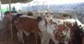 Qurbani Ka Best Janwar Hum Se Lain.Fazal Cattle Farm