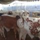 Qurbani Ka Best Janwar Hum Se Lain.Fazal Cattle Farm