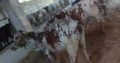 Qurbani Ka Best Janwar Hum Se Lain.Fazal Cattle Farm