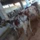 Qurbani Ka Best Janwar Hum Se Lain.Fazal Cattle Farm