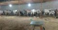 Qurbani Ka Best Janwar Hum Se Lain.Fazal Cattle Farm