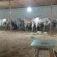 Qurbani Ka Best Janwar Hum Se Lain.Fazal Cattle Farm