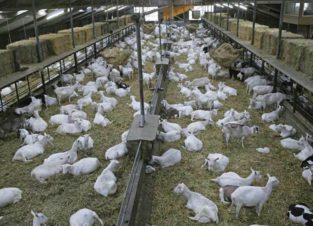 500 Yards Ready Goat Farm (Tayyar Bakrion Ka Farm).Sirf 15 Lac Me Hasil Karain