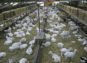 500 Yards Ready Goat Farm (Tayyar Bakrion Ka Farm).Sirf 15 Lac Me Hasil Karain
