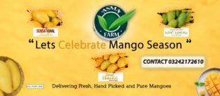 Sindhri Mango Sale 1100 Per Peti