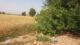 Land for sale.for farm house & agriculture
