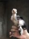 ASEEL CHICKS PURE BLOODLINE AVAILABLE FOR SALE AND BOOKING