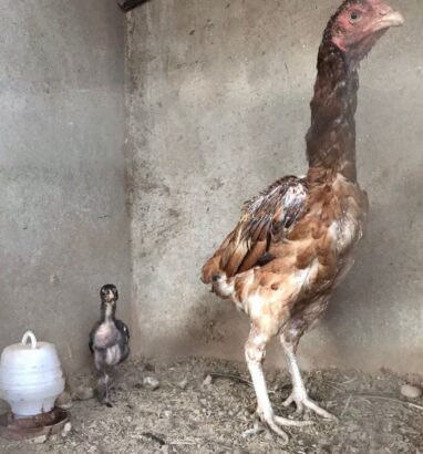 ASEEL CHICKS PURE BLOODLINE AVAILABLE FOR SALE AND BOOKING