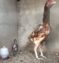 ASEEL CHICKS PURE BLOODLINE AVAILABLE FOR SALE AND BOOKING