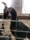 ASEEL CHICKS PURE BLOODLINE AVAILABLE FOR SALE AND BOOKING