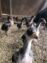 ASEEL CHICKS PURE BLOODLINE AVAILABLE FOR SALE AND BOOKING