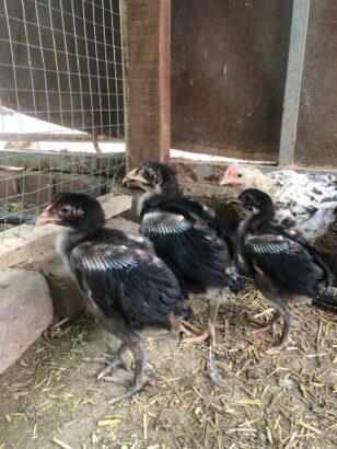 ASEEL CHICKS PURE BLOODLINE AVAILABLE FOR SALE AND BOOKING