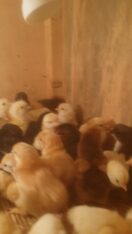Buff chicks.active healthy vaccinated