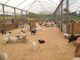 Farm house 500,1000 Sq yards land installments in Gadap town Karachi