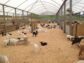 Farm house 500,1000 Sq yards land installments in Gadap town Karachi