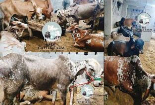 QURBANI ,Bachra / Bull / Cow / Wacha For Sale.Best QURBANI