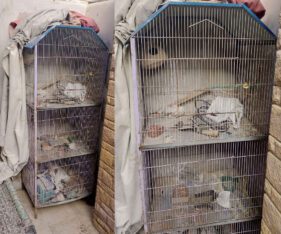 3 portion bird cage (pingra) for sale