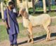 Pure Rajanpur Gulabi Breeder