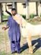 Pure Rajanpur Gulabi Breeder
