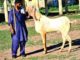 Pure Rajanpur Gulabi Breeder