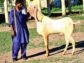 Pure Rajanpur Gulabi Breeder