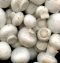 Premium quality Mushroom Spawns(Seed) Available for Sale