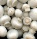 Premium quality Mushroom Spawns(Seed) Available for Sale