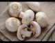 Premium quality Mushroom Spawns(Seed) Available for Sale
