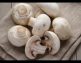 Premium quality Mushroom Spawns(Seed) Available for Sale