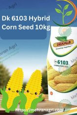 “Golden Harvests Await: Exploring the Magic of DK 6103 Hybrid Corn Seed 10k