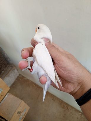 Love birds for sale at Clifton Karachi