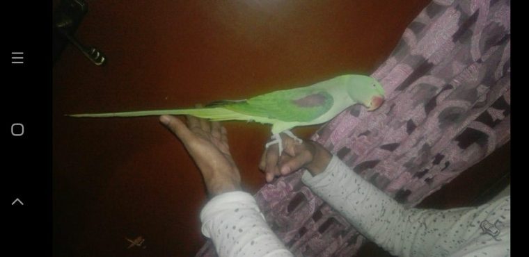 Raw parrot female