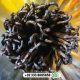 Grade A Organic Madagascar Vanilla Beans fresh stock available in Paki