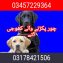 Best Army dog centre
