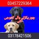 Best Army dog centre